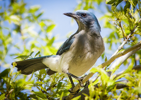 Mexican Jay