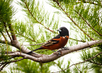 Orchard Oriole