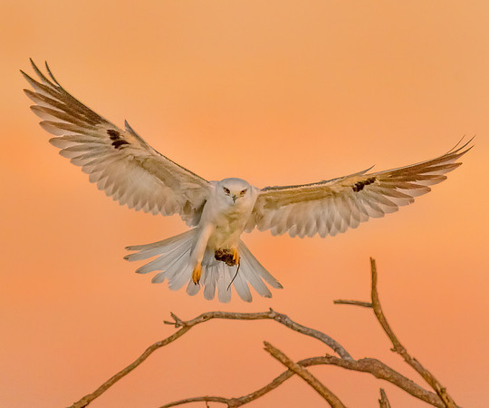 BolsaChica2016-1535-Edit-2-Edit