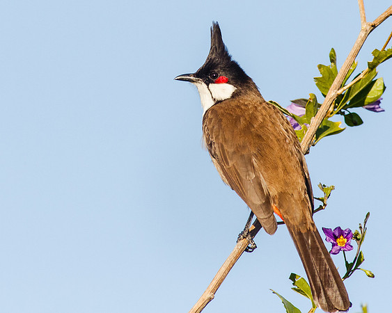 Red-whiskered Bulbul