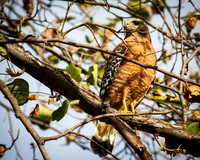 Red-shouldered Hawk
