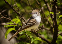 Ash-throated Flycatcher