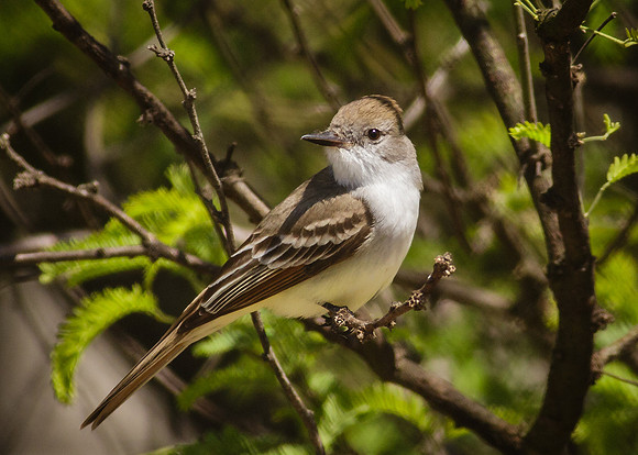 Ash-throated Flycatcher