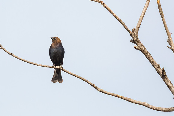 Brown-headed Cowbird