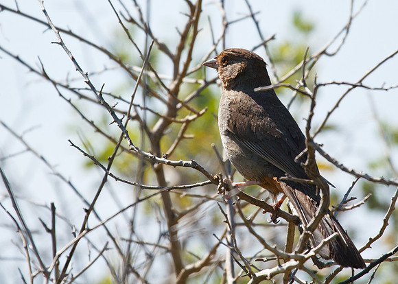 California Towhee