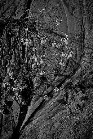 Lines in the desert floor