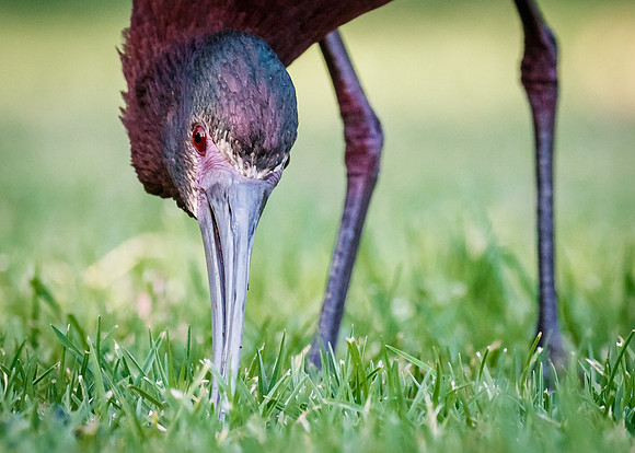 Grazin' in the grass....