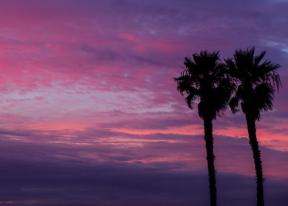 Sunset Palms