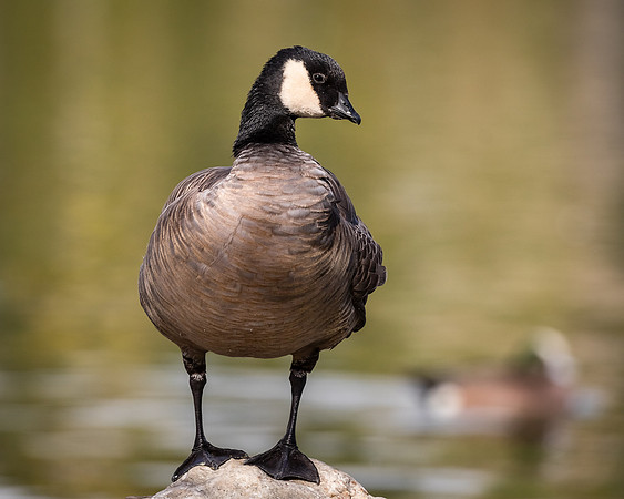 Cackling Goose