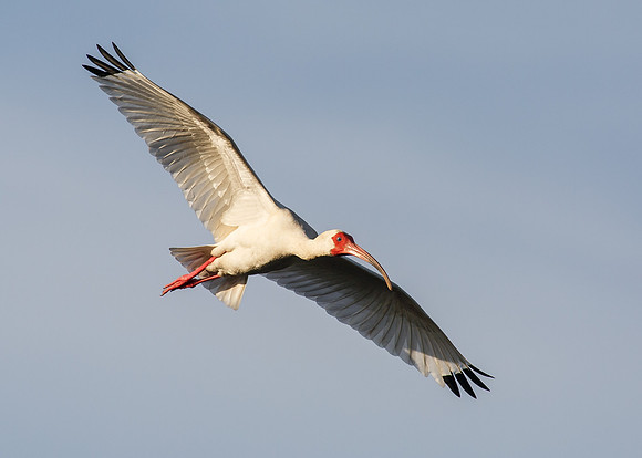 White Ibis in flight