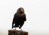 Brown-headed Cowbird