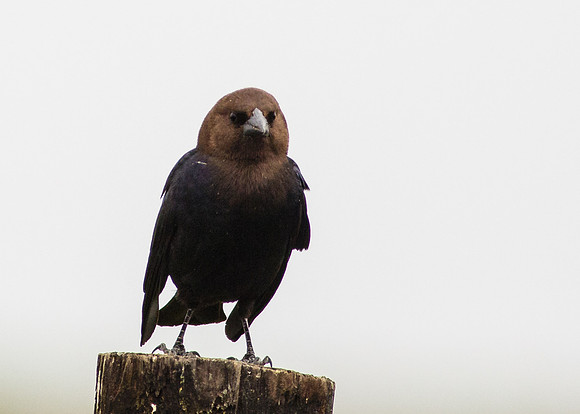 Brown-headed Cowbird