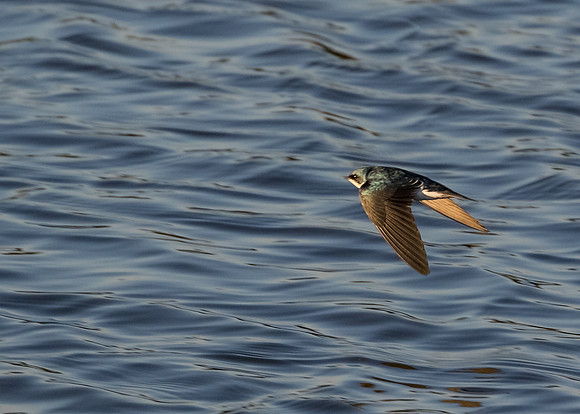 Tree Swallow