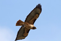Red-tailed Hawk