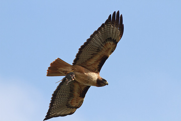Red-tailed Hawk