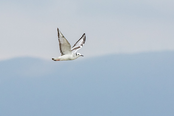Bonaparte's gull