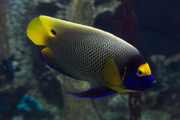 LB-Aquarium-0580