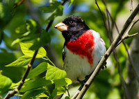 Rose-breasted Grosbeak