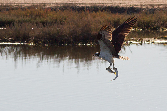 BolsaChica-Nov25-9970