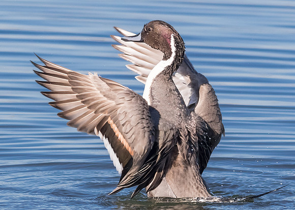 Bolsa Chica 7d-2014-6609