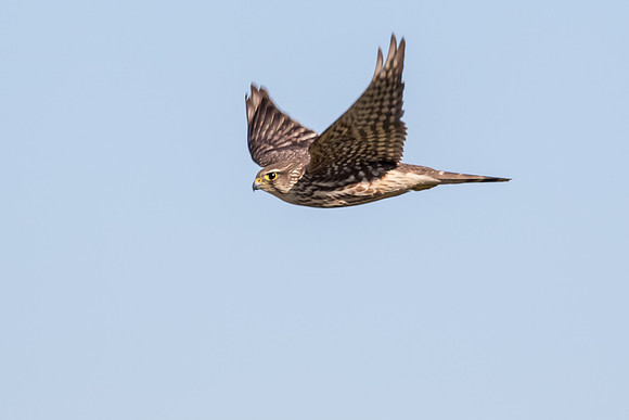 BolsaChica-Dec2016-9500