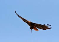 Red-tailed Hawk