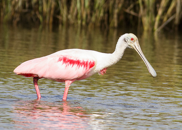 Roseate spoonbill