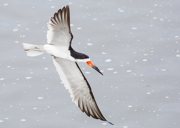 Black Skimmer