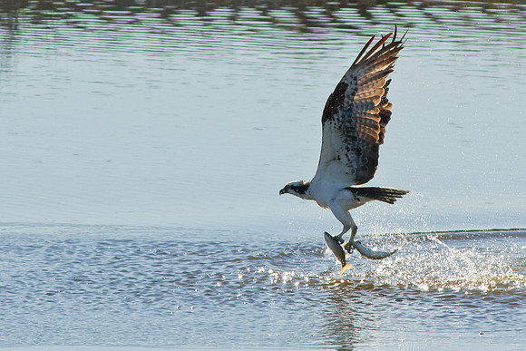 Winner Winner - 2 Fish Meal