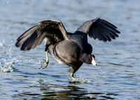 Coot water run....