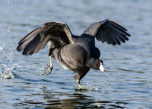 Coot water run....