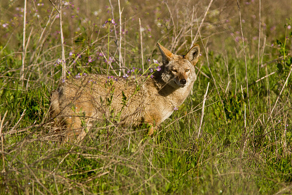 Coyote