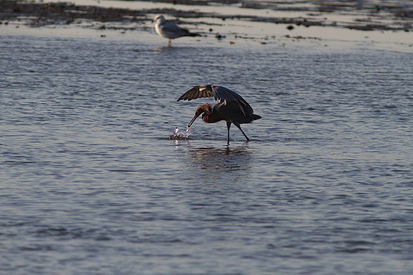 BolsaChica2011-9377