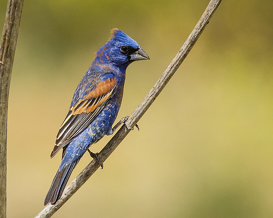Blue Grosbeak - male