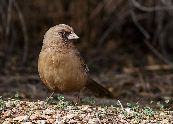 Abert's towhee
