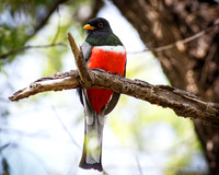 Male Elegant Trogon II