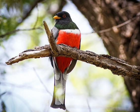 Male Elegant Trogon II