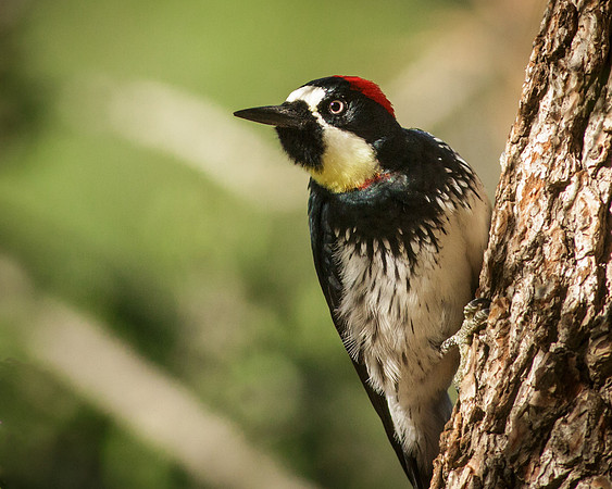 Acorn Woodpecker