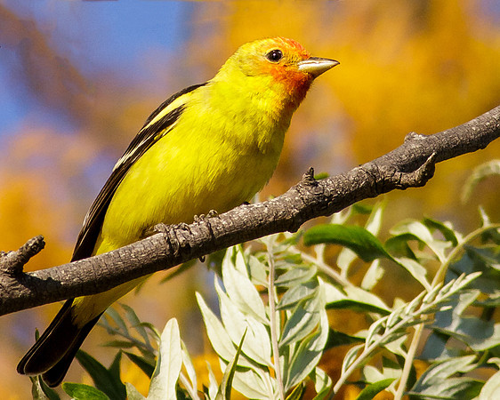 Western Tanager