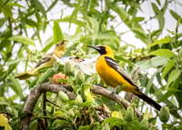 Hooded Oriole pair