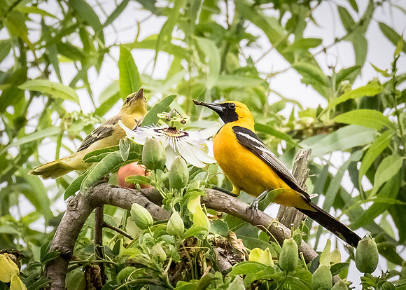 Hooded Oriole pair