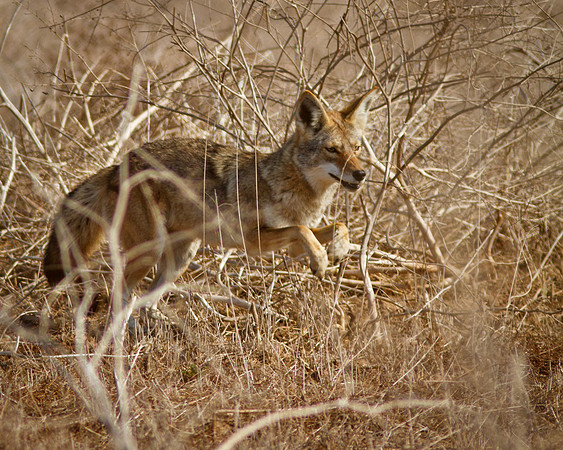 In pursuit of a meal.....