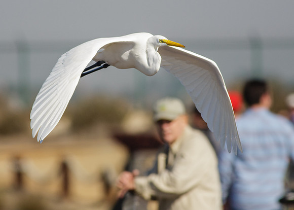 Egret gazing.....