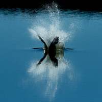 Splish Splash Osprey