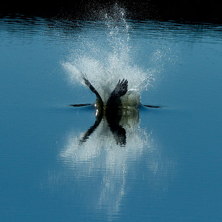 Splish Splash Osprey