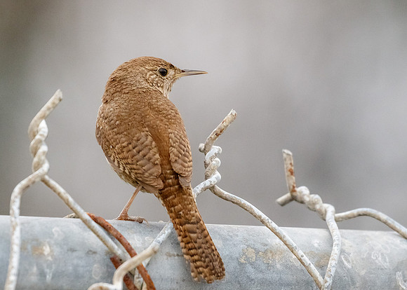 On the fence.....