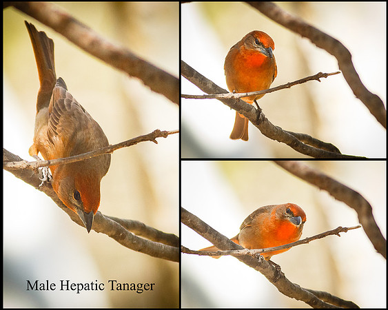 Male Hepatic Tanager