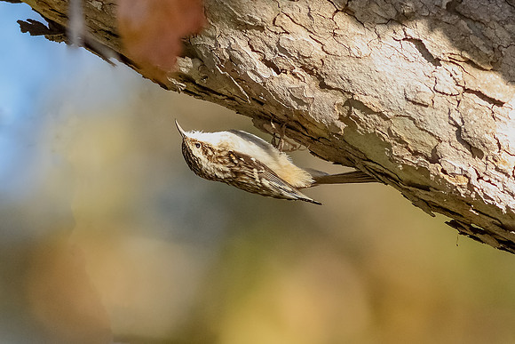 Brown Creeper