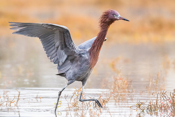 Reddish Egret
