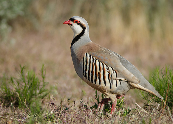 Chukar - Alectoris chukar